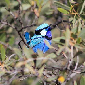 Splendid Fairy-Wren (Malurus splendens callainus)