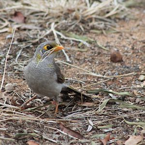 Yellow-throated Miner (Manorina flavigula)