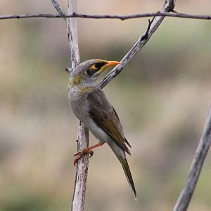 Yellow-throated Miner (Manorina flavigula)