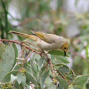 White-plumed Honeyeater (Ptilotula penicillata)