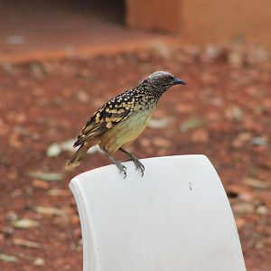 Western Bowerbird (Chlamydera guttata)