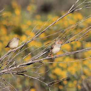 Australian Zebra Finch (Taeniopygia castanotis)