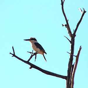 Red-backed Kingfisher (Todiramphus pyrrhopygius)