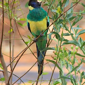 Australian Ringneck (Barnardius zonarius zonarius)