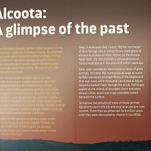 Megafauna Central museum, Alice Springs