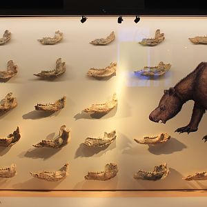 Kolopsis torus jaws - Megafauna Central museum