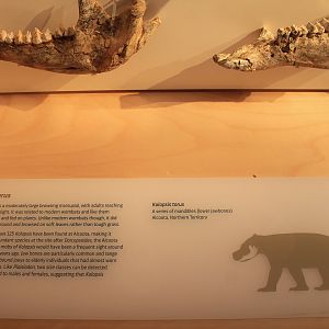 Kolopsis torus signage - Megafauna Central museum