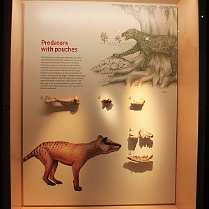 Marsupial carnivores of Alcoota - Megafauna Central museum
