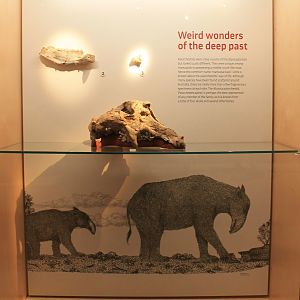 Palorchestes painei - Megafauna Central museum