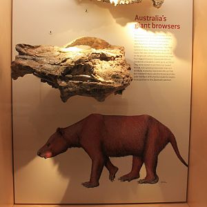 Plaisiodon centralis - Megafauna Central museum