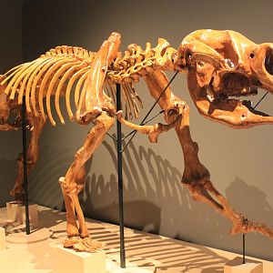 Diprotodon optatum - Megafauna Central museum