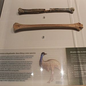 Alcoota Emu Dromaius arleyekweke - Megafauna Central museum