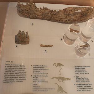 Fossil remains from Alcoota - Megafauna Central museum