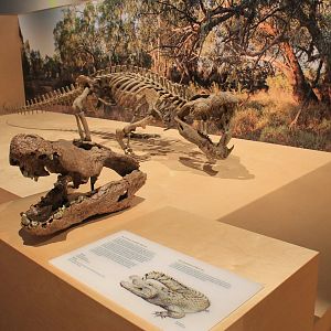 Alcoota Crocodile Baru sp - Megafauna Central museum