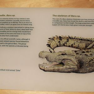 Alcoota Crocodile Baru sp. signage - Megafauna Central museum
