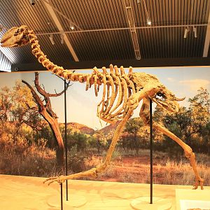 Dromornis stirtoni skeleton - Megafauna Central museum