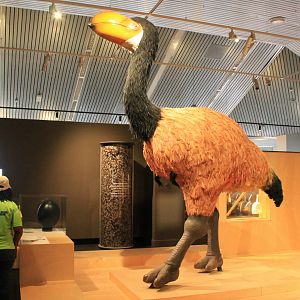 Life-size Dromornis stirtoni recreation - Megafauna Central museum