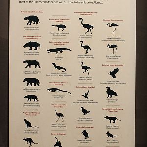 Alcoota species list -Megafauna Central museum