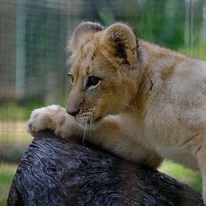 Lion Cub - Darling Downs Zoo