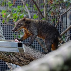 Coati - Darling Downs Zoo