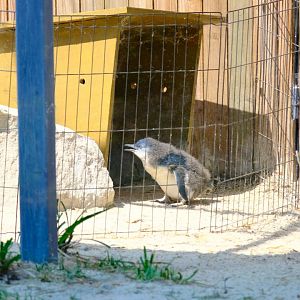 Little Penguin Chick -Darling Downs Zoo