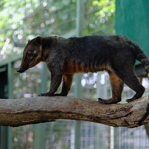 Coati - Darling Downs Zoo