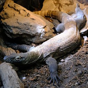 Komodo Dragon Juvenile - Darling Downs Zoo