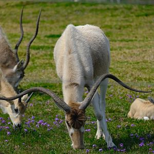 Addax Herd - Darling Downs Zoo