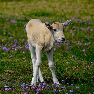 Addax Calf - Darling Downs Zoo