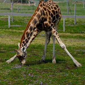 Giraffe Bull - Darling Downs Zoo