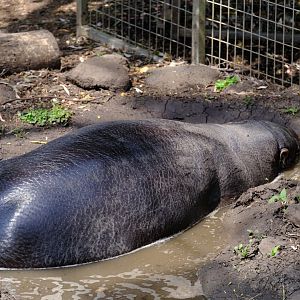 Pygmy Hippopotamus - Darling Downs Zoo