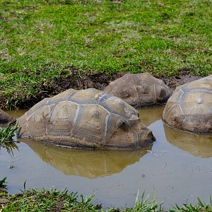 Aldabra Giant Tortoise - Darling Downs Zoo