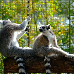 Ring Tailed Lemur - Darling Downs Zoo