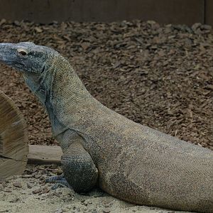 Komodo Dragon - Darling Downs Zoo