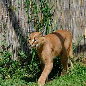 Caracal - Darling Downs Zoo