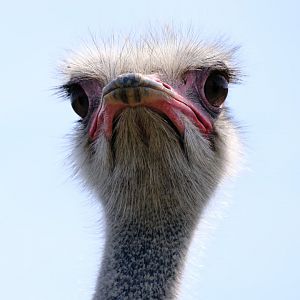 Common Ostrich - Darling Downs Zoo