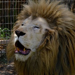 White Lion - Darling Downs Zoo