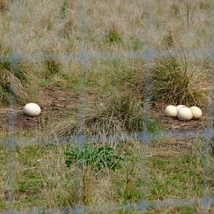 Ostrich Clutch - Darling Downs Zoo