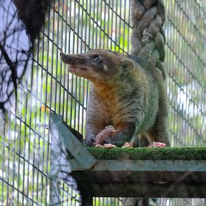 Coati - Darling Downs Zoo