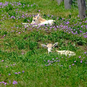 Addax Calves - Darling Downs Zoo