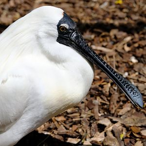 Royal Spoonbill - Darling Downs Zoo