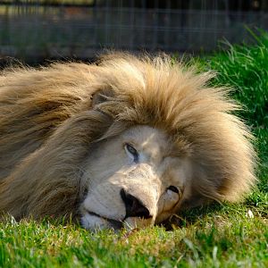 White Lion - Darling Downs Zoo