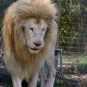 White Lion - Darling Downs Zoo
