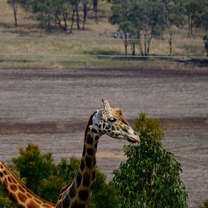 Giraffe Bull - Darling Downs Zoo