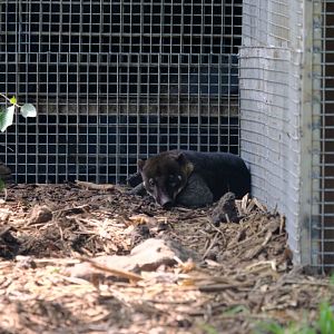 Coati - Darling Downs Zoo