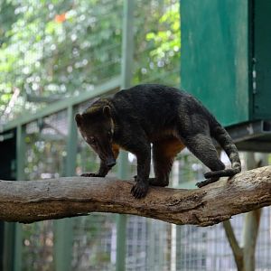 Coati - Darling Downs Zoo