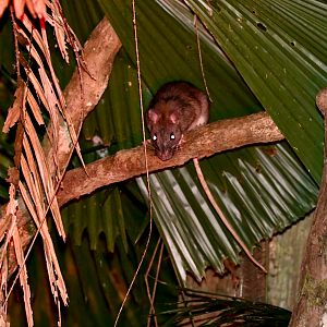 White-tailed Giant Rat