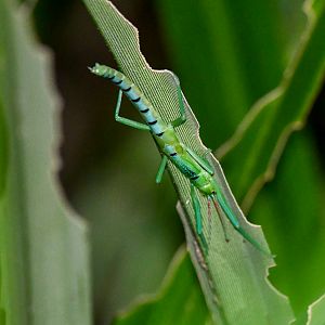 Peppermint Stick Insect