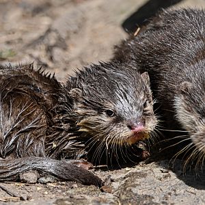 Asian small-clawed otters