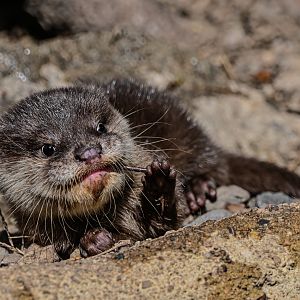 Asian small-clawed otter
